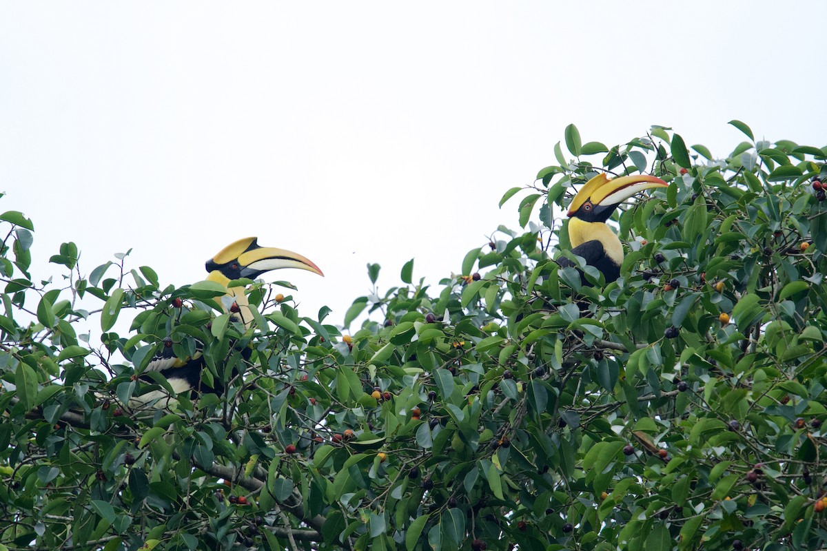 Great Hornbill - Qin Huang