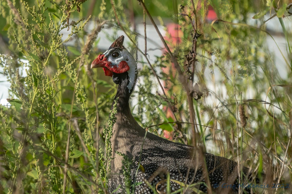 普通珠雞 - ML429103351