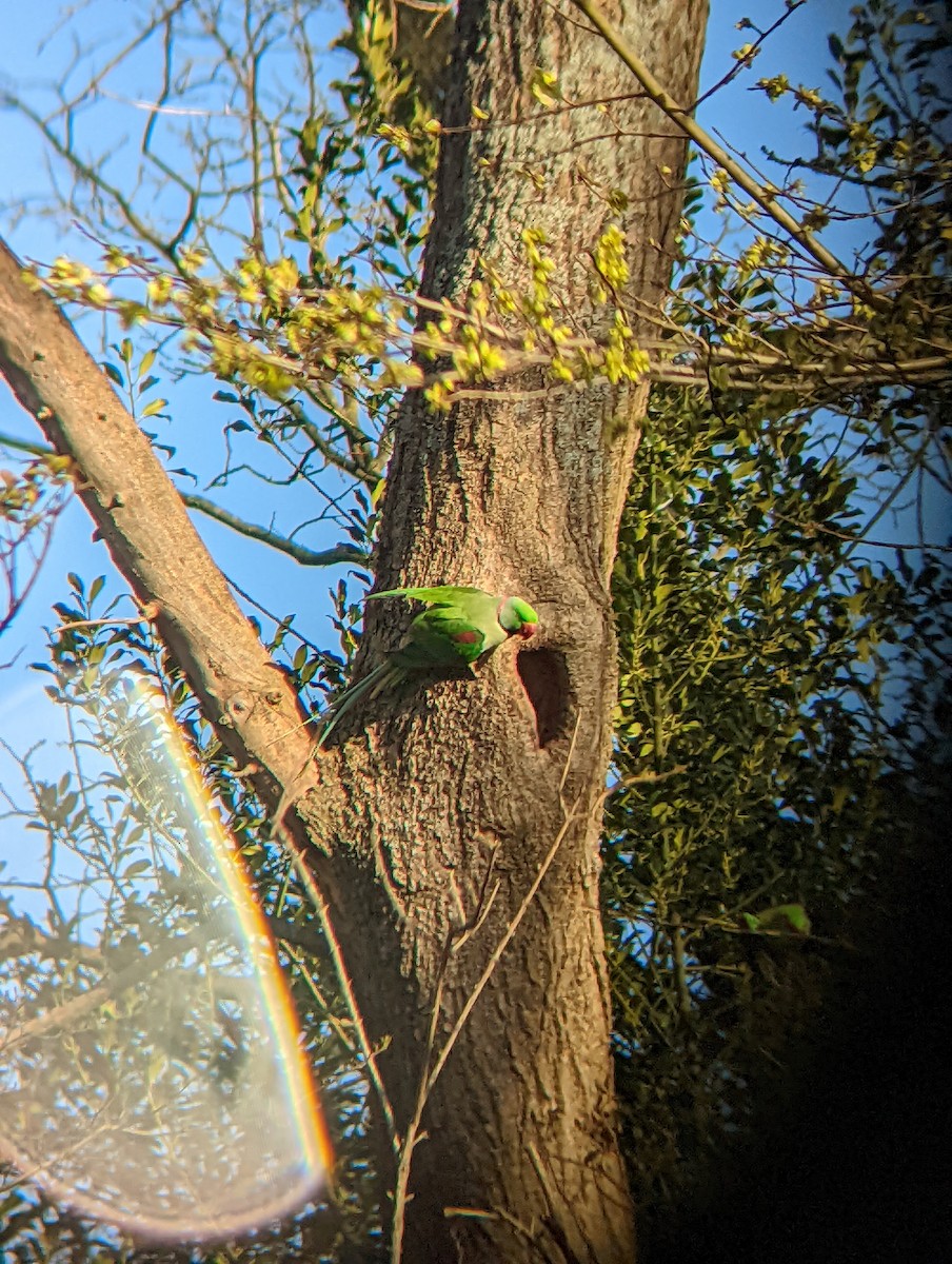 Alexandrine Parakeet - ML429103901