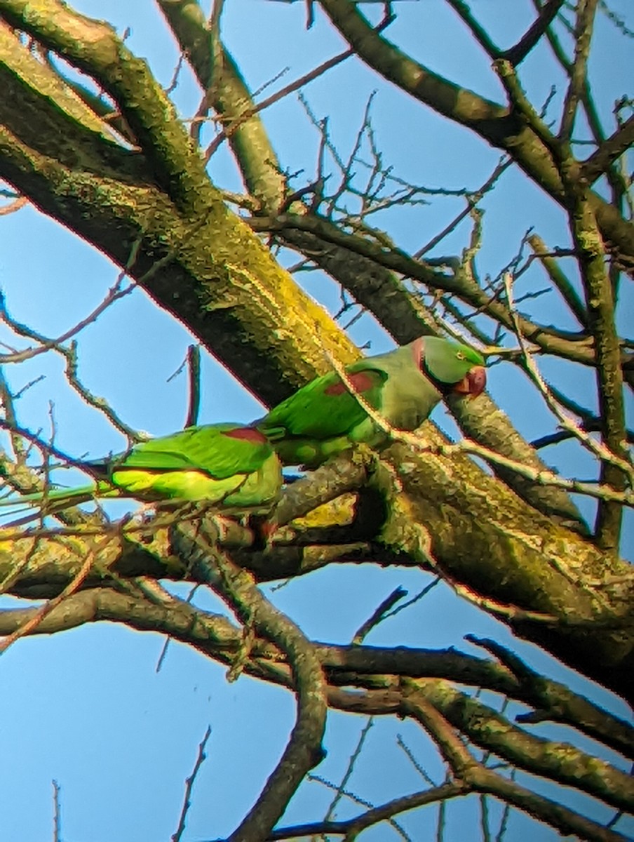 Alexandrine Parakeet - ML429103931
