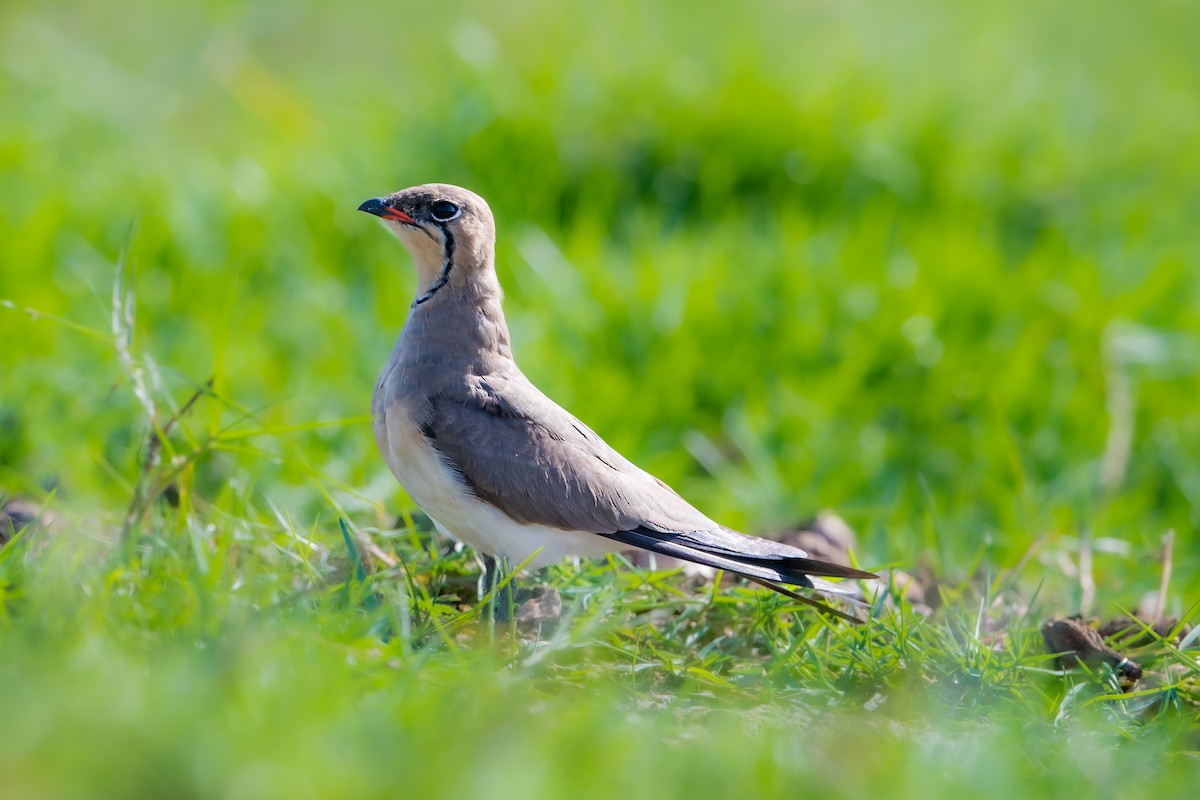 Rotflügel-Brachschwalbe - ML429105261