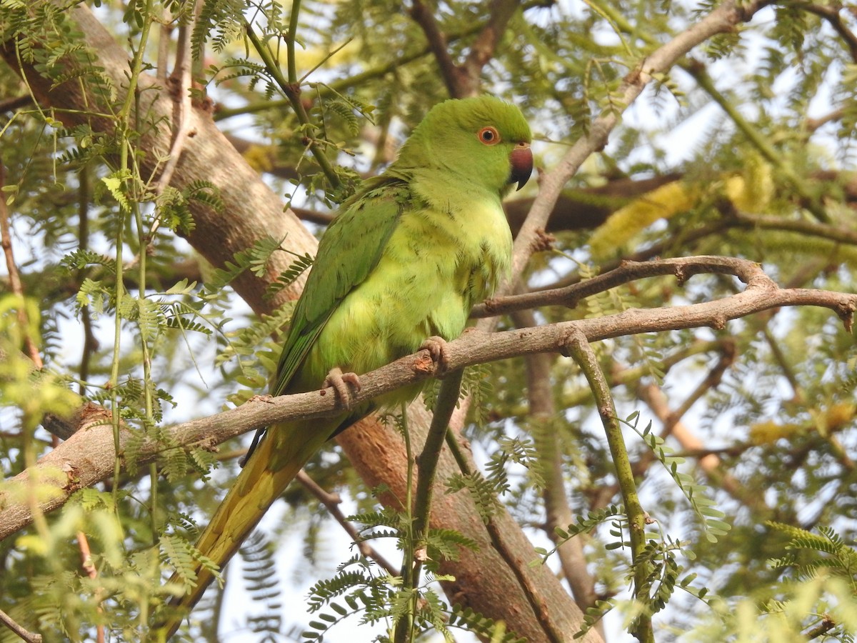 Rose-ringed Parakeet - ML429106111