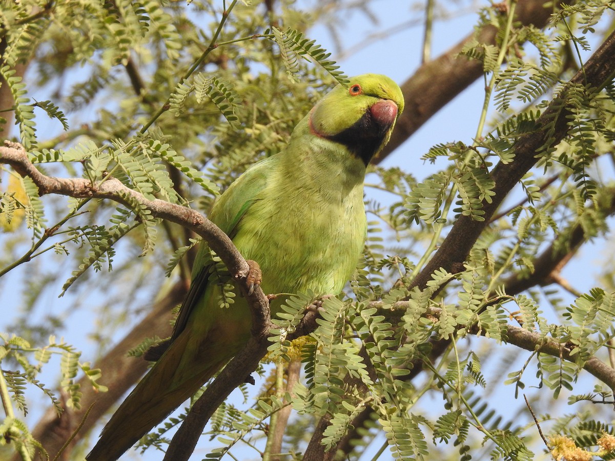 Rose-ringed Parakeet - ML429106501