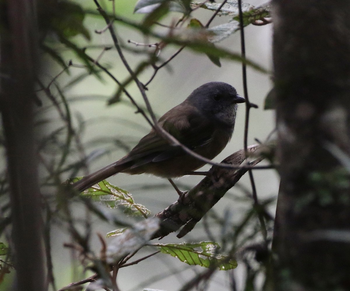 Olive Whistler - ML429106611