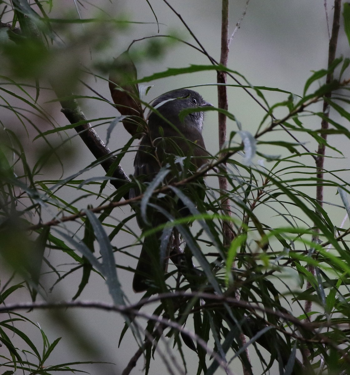 Olive Whistler - ML429106631