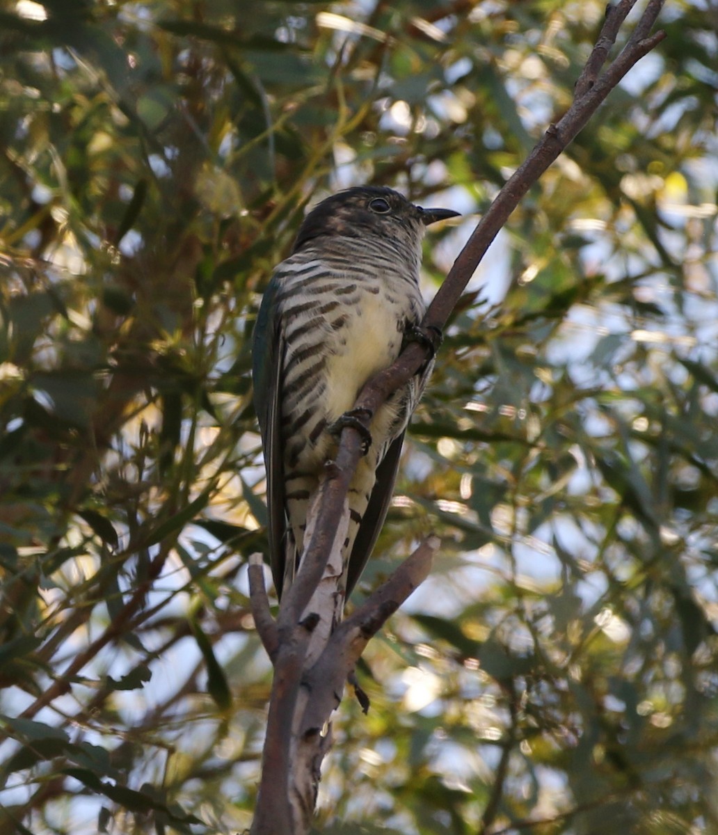 Shining Bronze-Cuckoo - ML429106811