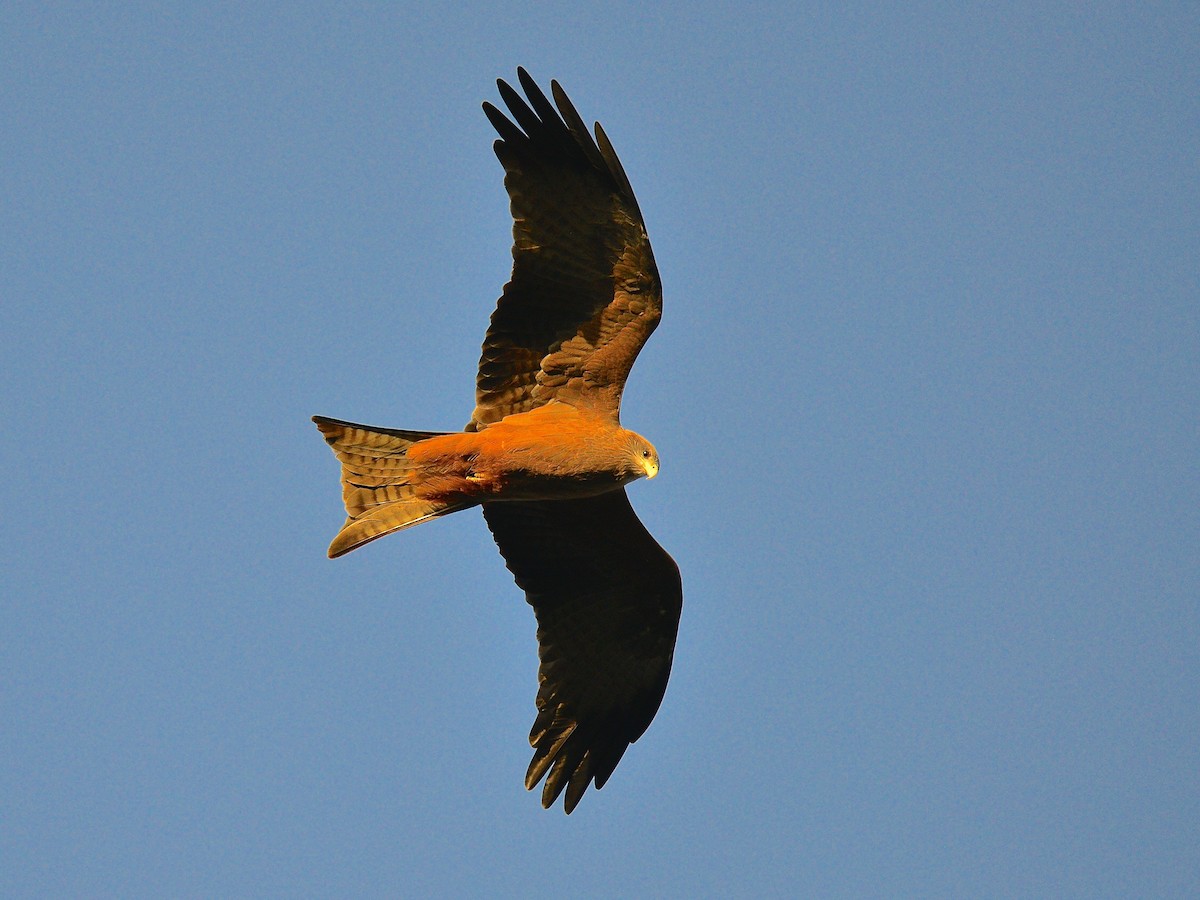 Black Kite (Yellow-billed) - ML429108871