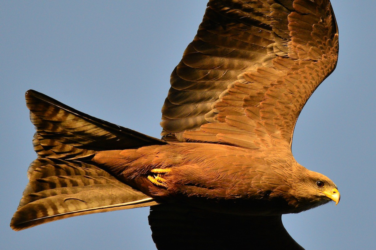 Black Kite (Yellow-billed) - ML429108951