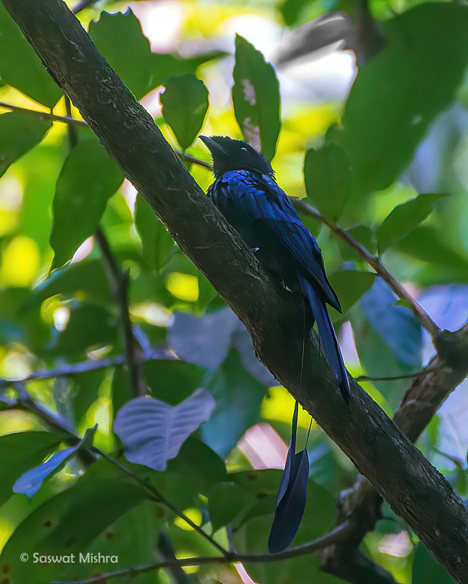 Lesser Racket-tailed Drongo - ML429109941