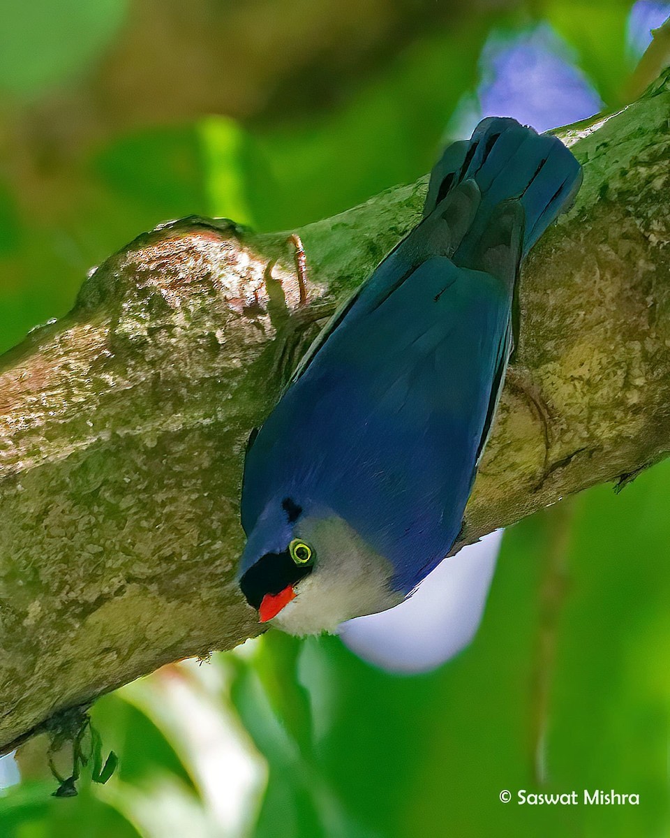 Velvet-fronted Nuthatch - ML429109981