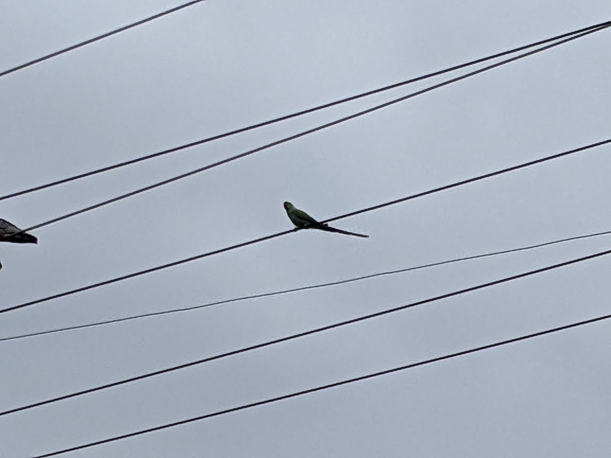 Rose-ringed Parakeet - ML429110241