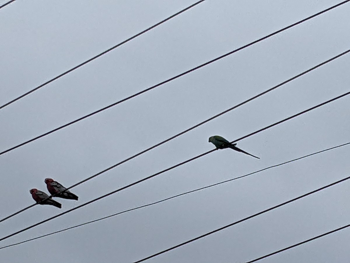 Rose-ringed Parakeet - ML429110351