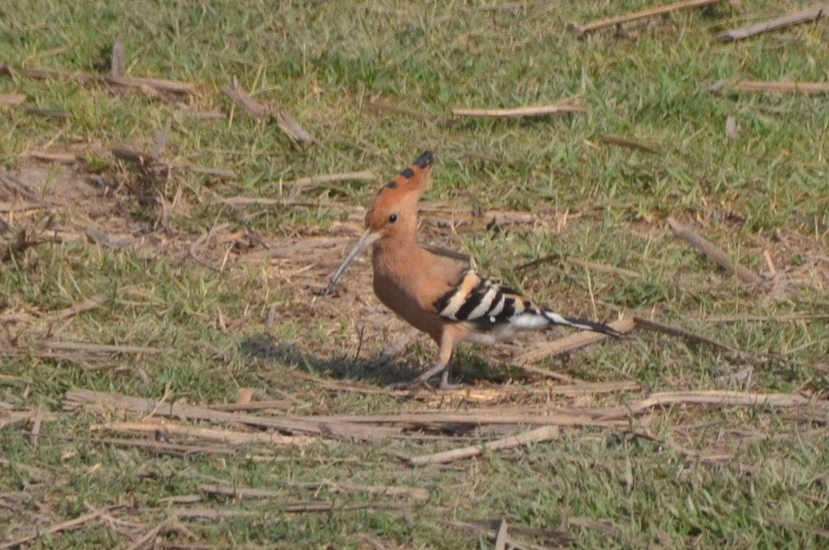 Eurasian Hoopoe - ML429112541