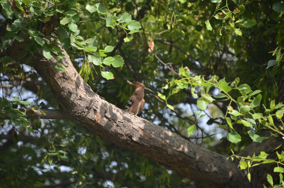 Eurasian Hoopoe - ML429112581