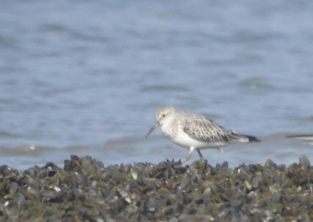 Great Knot - ML429112871