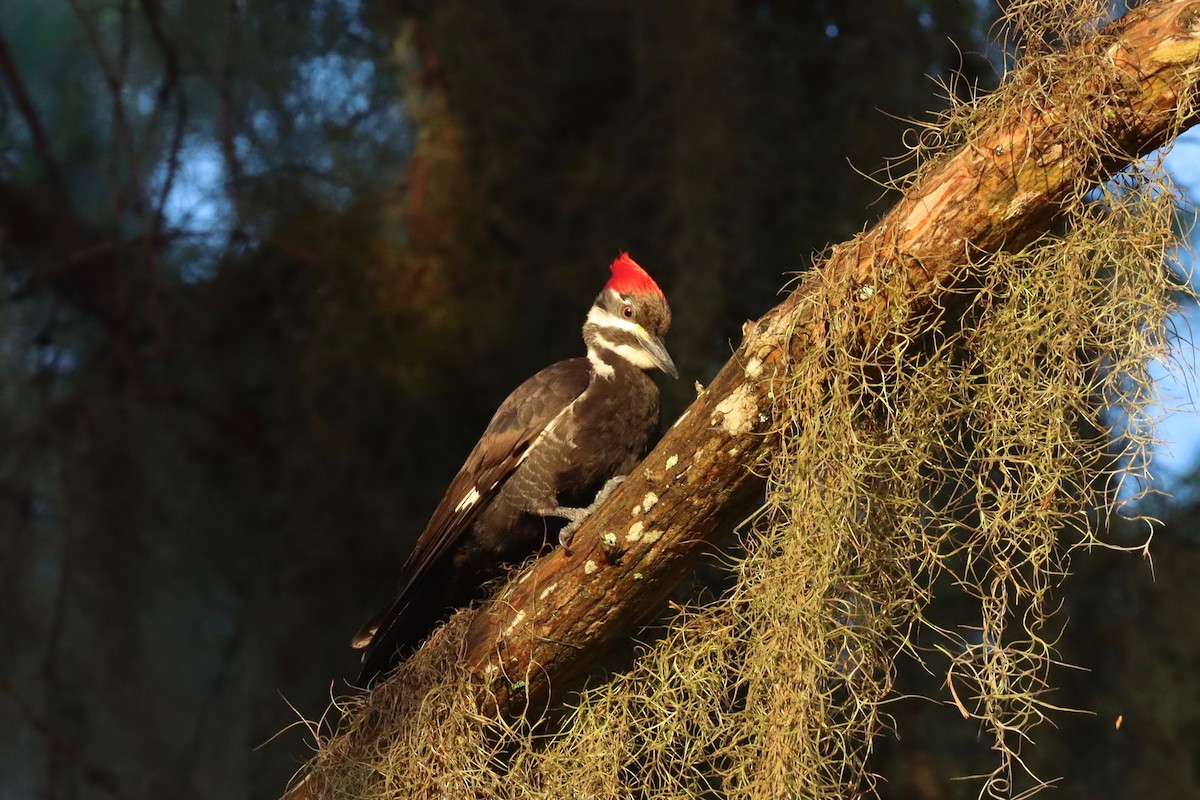 Pileated Woodpecker - Mark Gorday