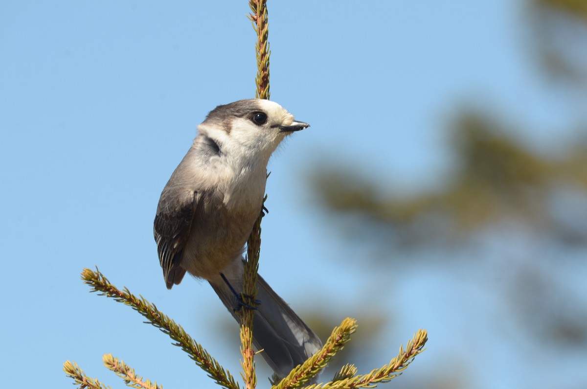 Arrendajo Canadiense - ML429113571