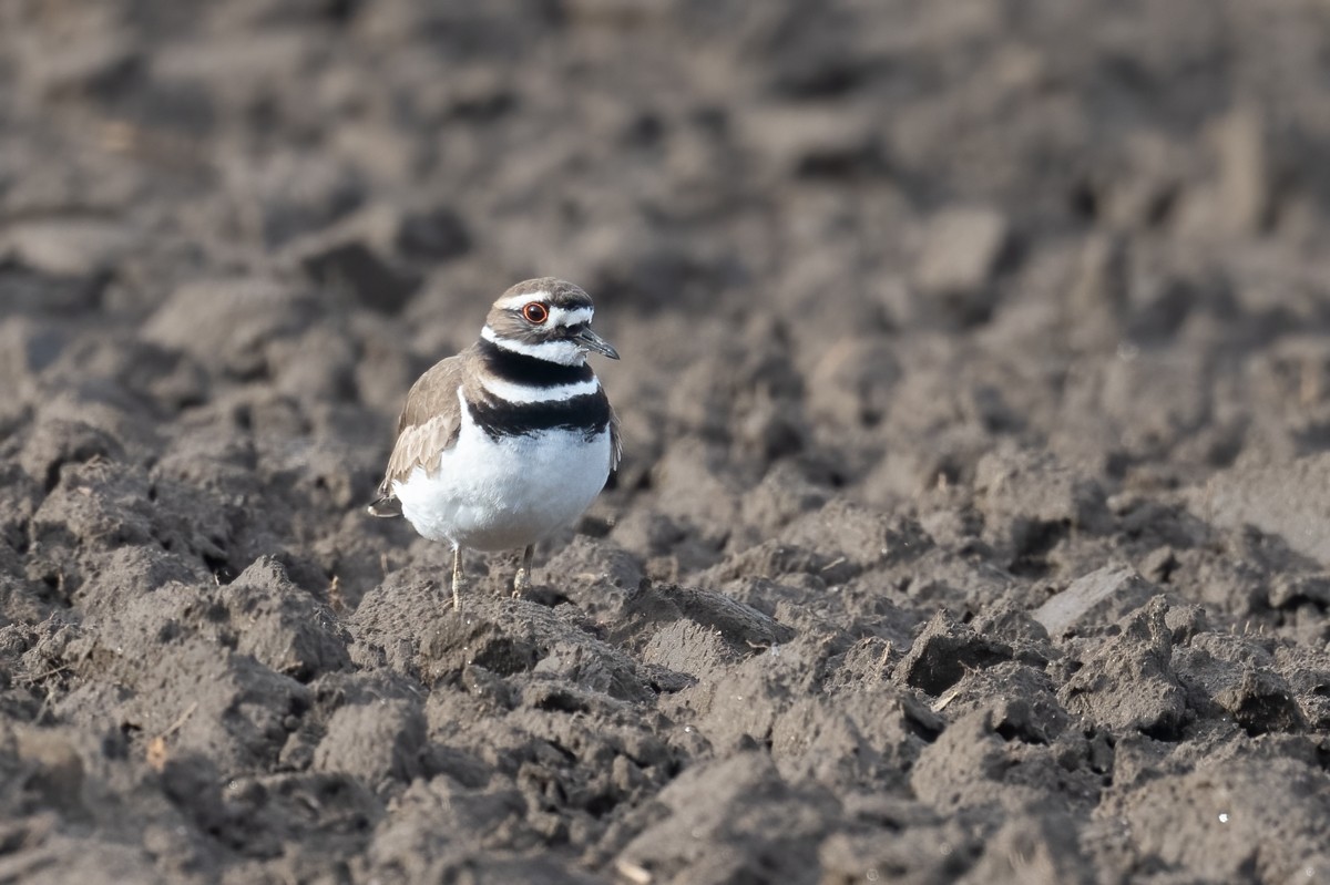 Killdeer - ML429113991