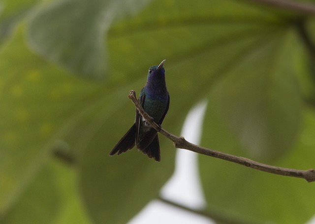 Sapphire-throated Hummingbird - Marcelo Corella