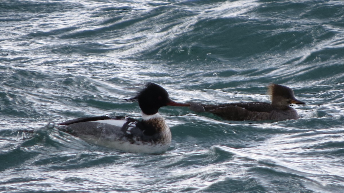 Hooded Merganser - ML429114361