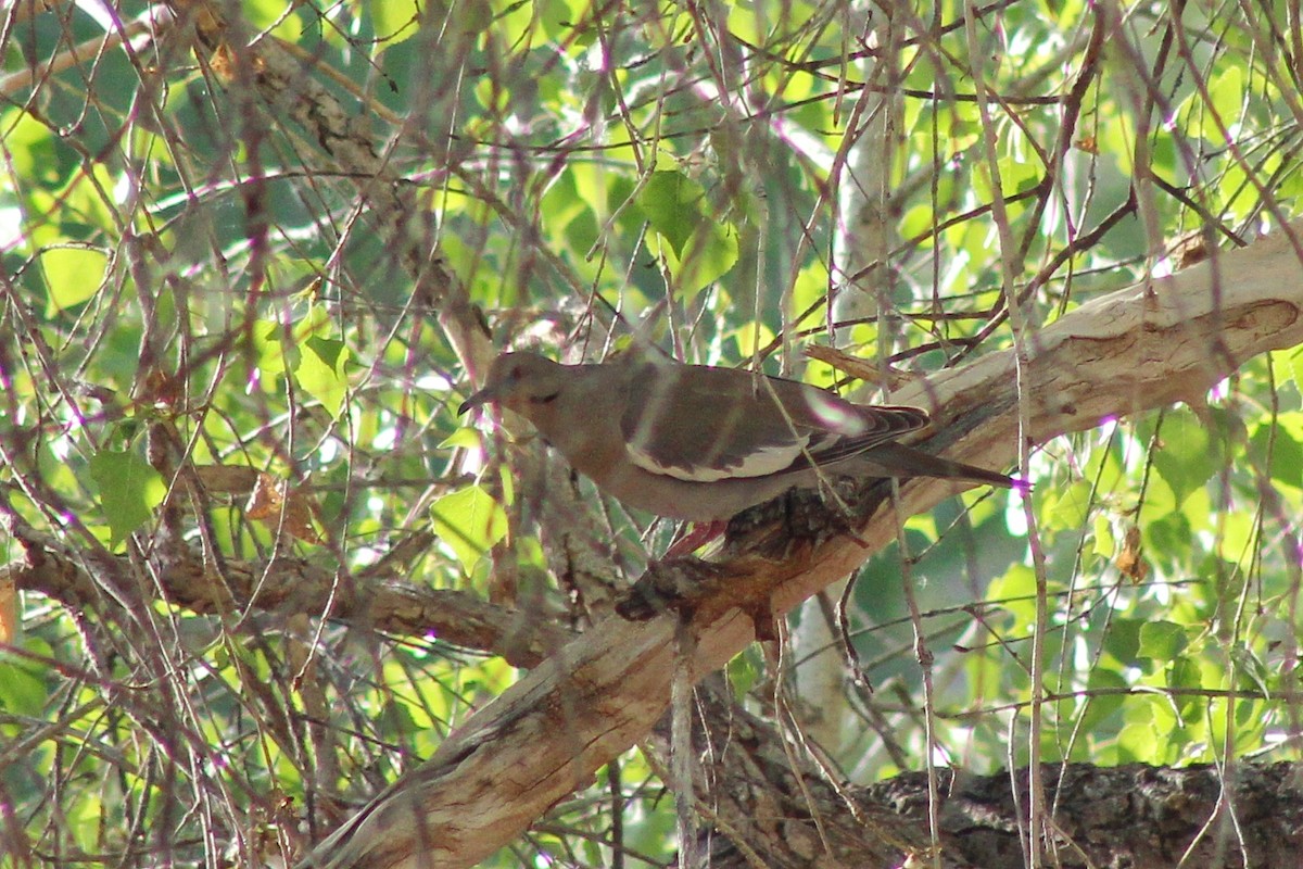 White-winged Dove - ML429114861