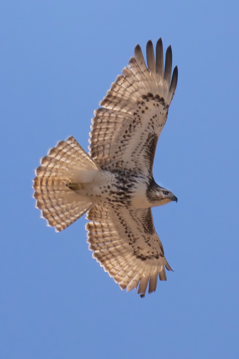 Red-tailed Hawk - ML429115111