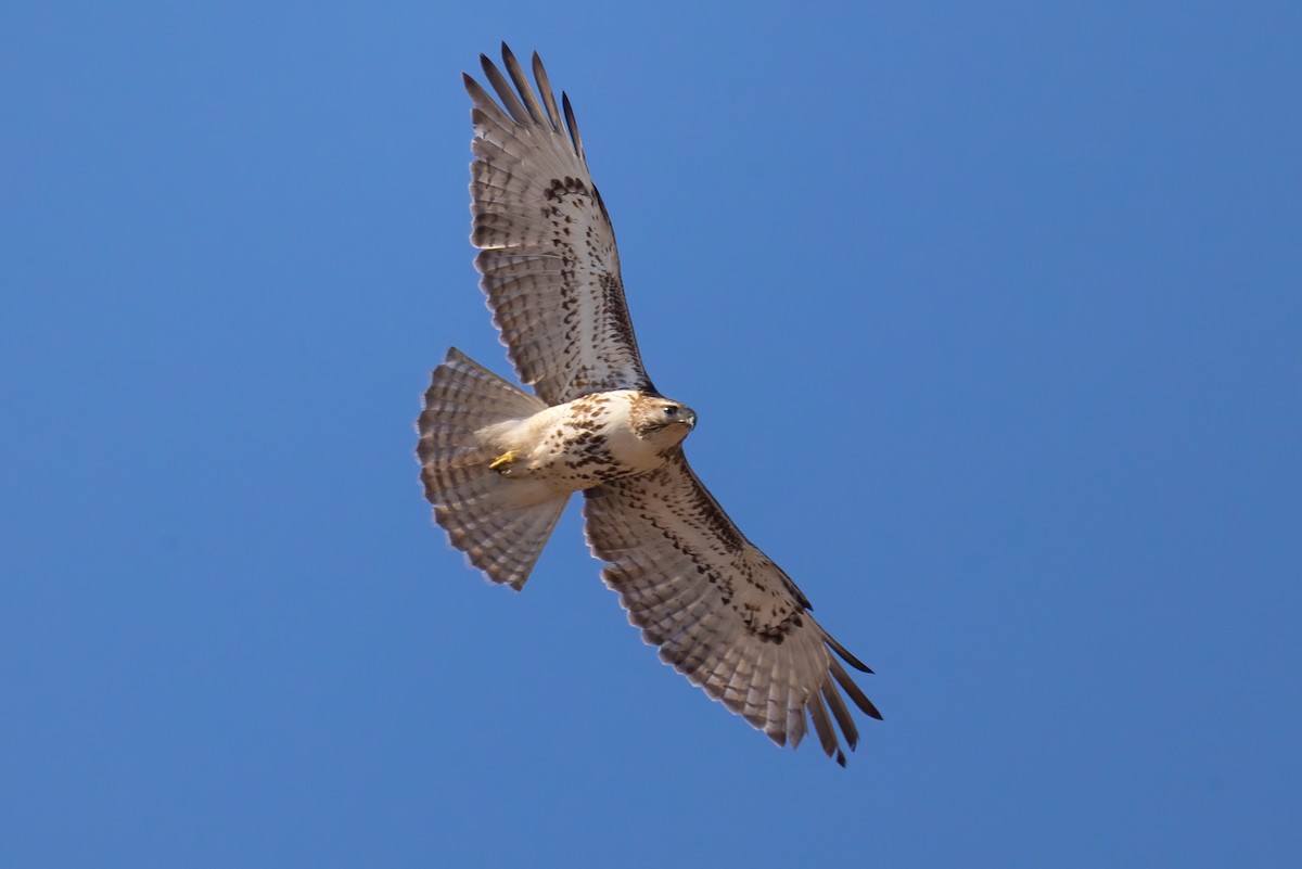 Red-tailed Hawk - ML429115121
