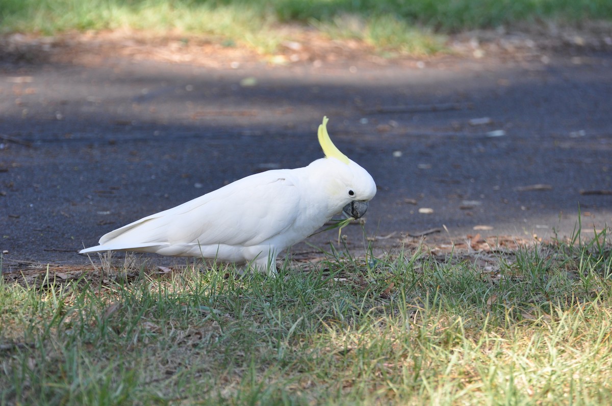 Sulphur-crested Cockatoo - ML429117171