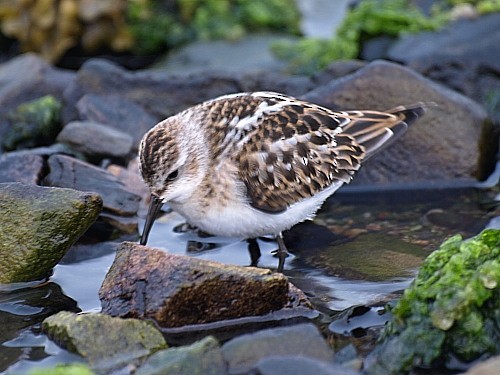 Little Stint - ML429117841