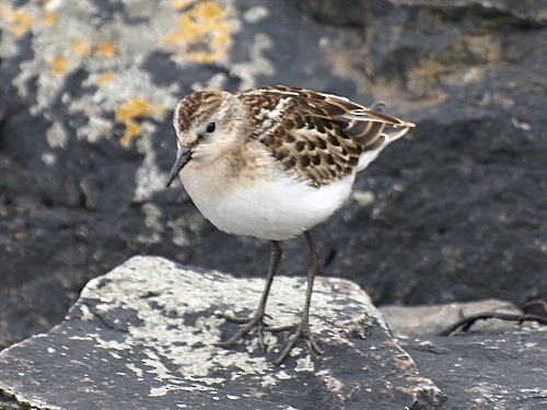 Little Stint - ML429117941