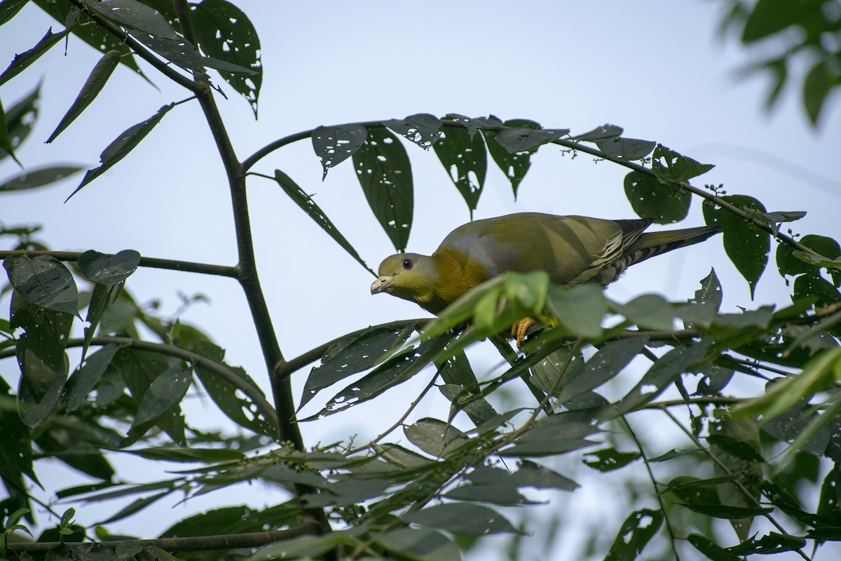 Yellow-footed Green-Pigeon - ML429118631