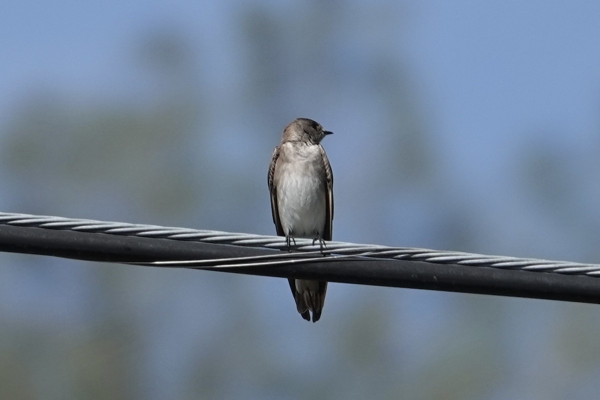 Northern Rough-winged Swallow - ML429119231