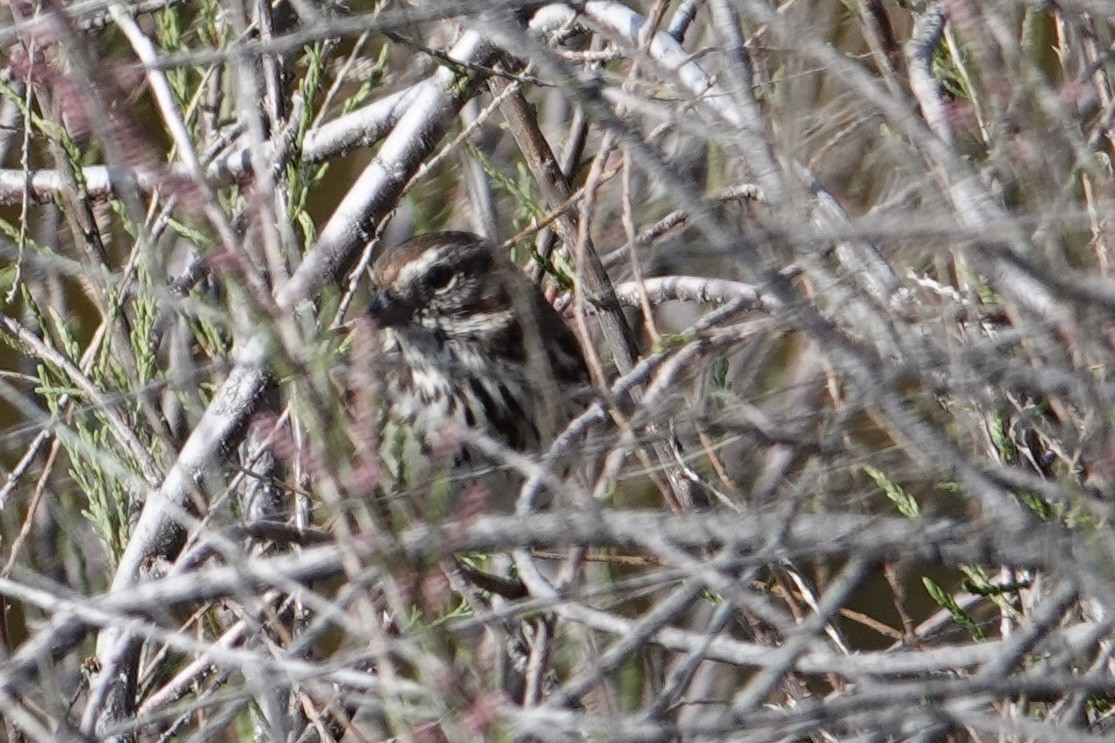 Song Sparrow - ML429119811