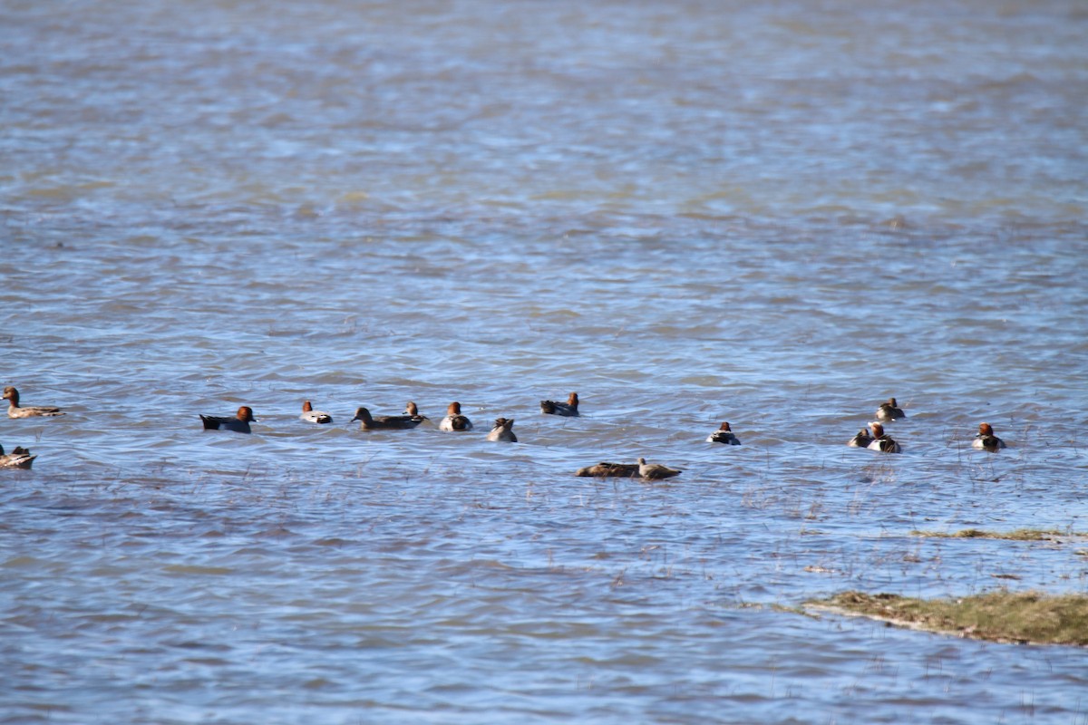 Common Pochard - ML429120671