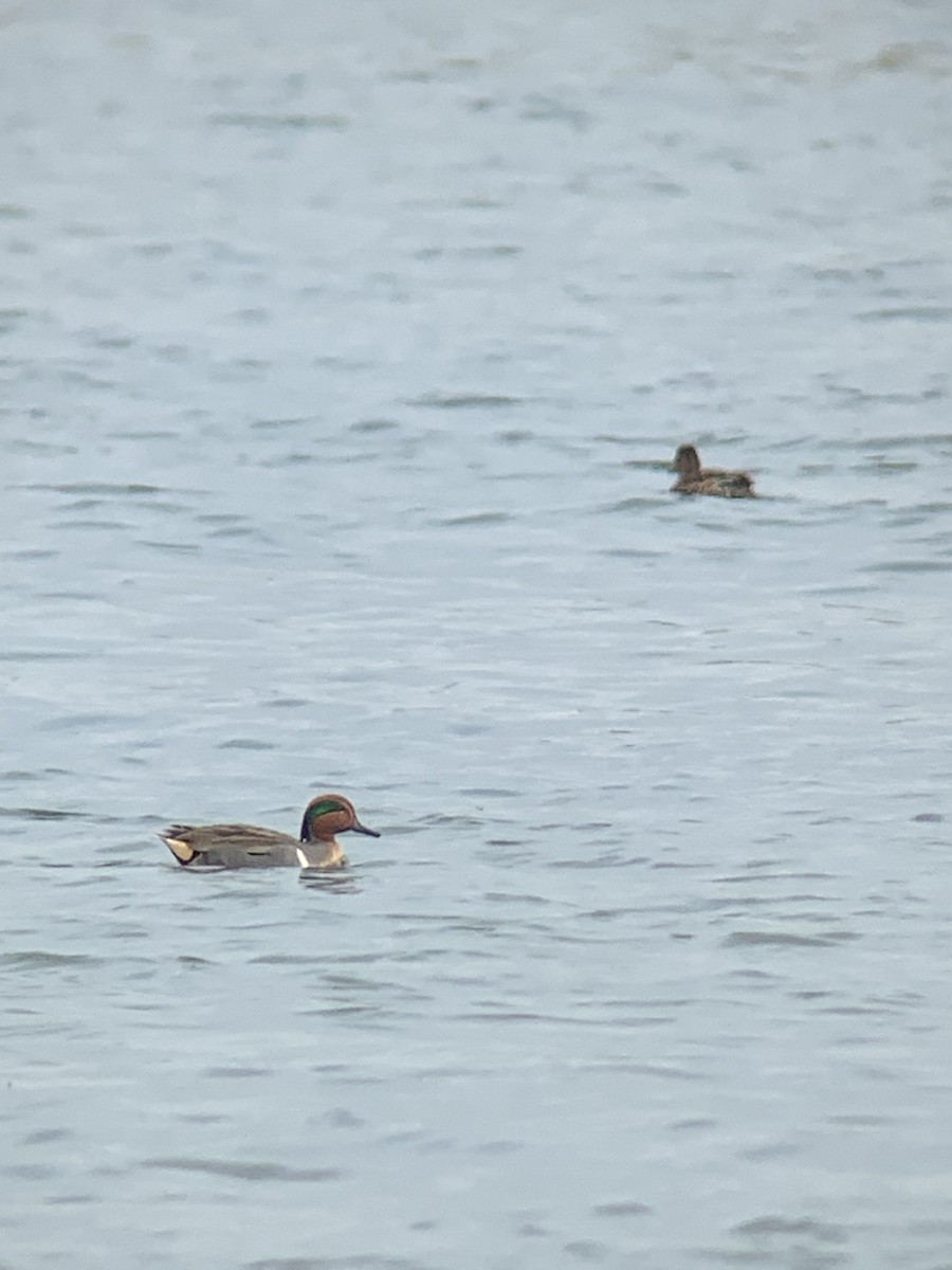 小水鴨(carolinensis) - ML429120681