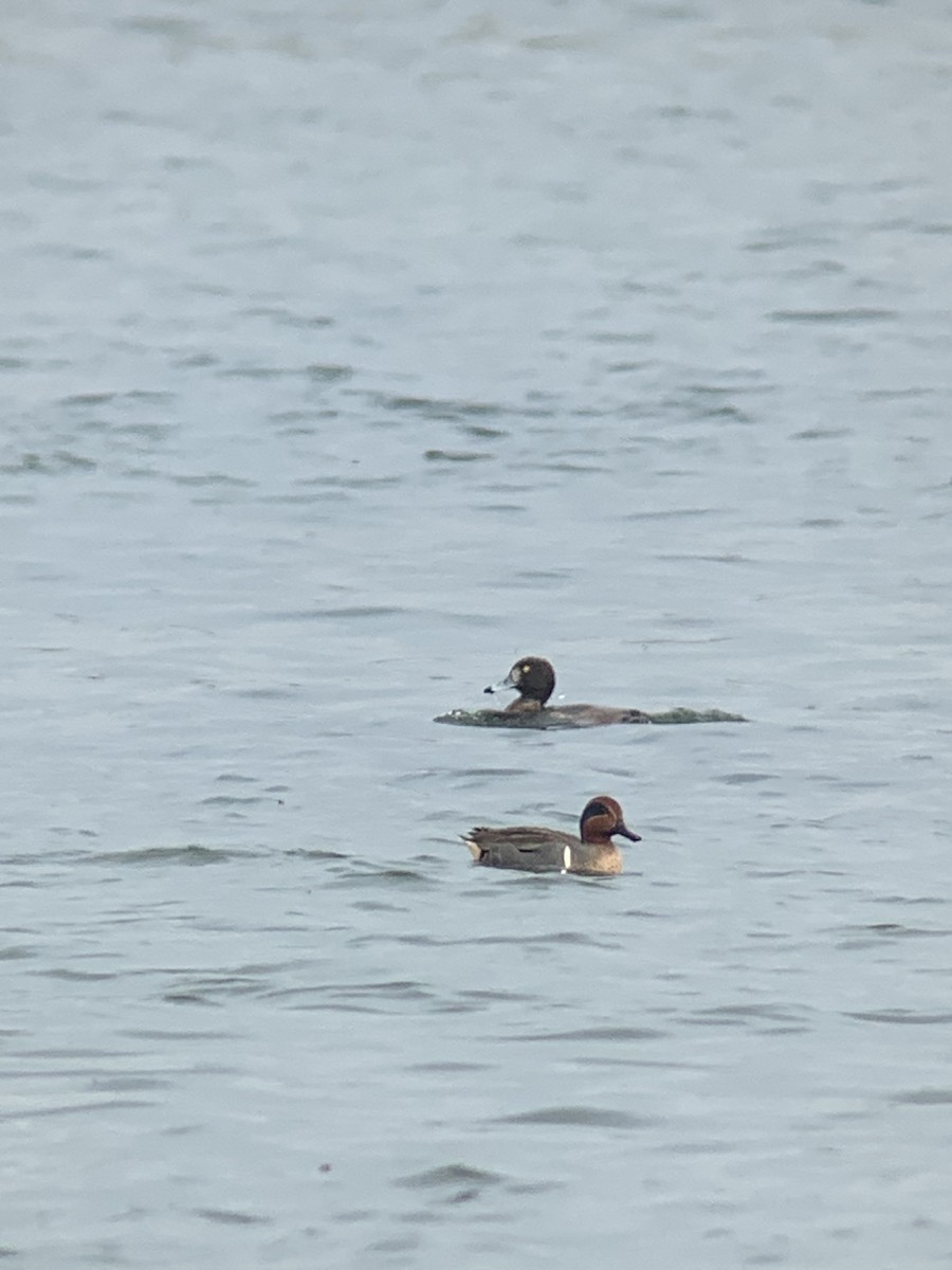 Green-winged Teal (American) - ML429120691