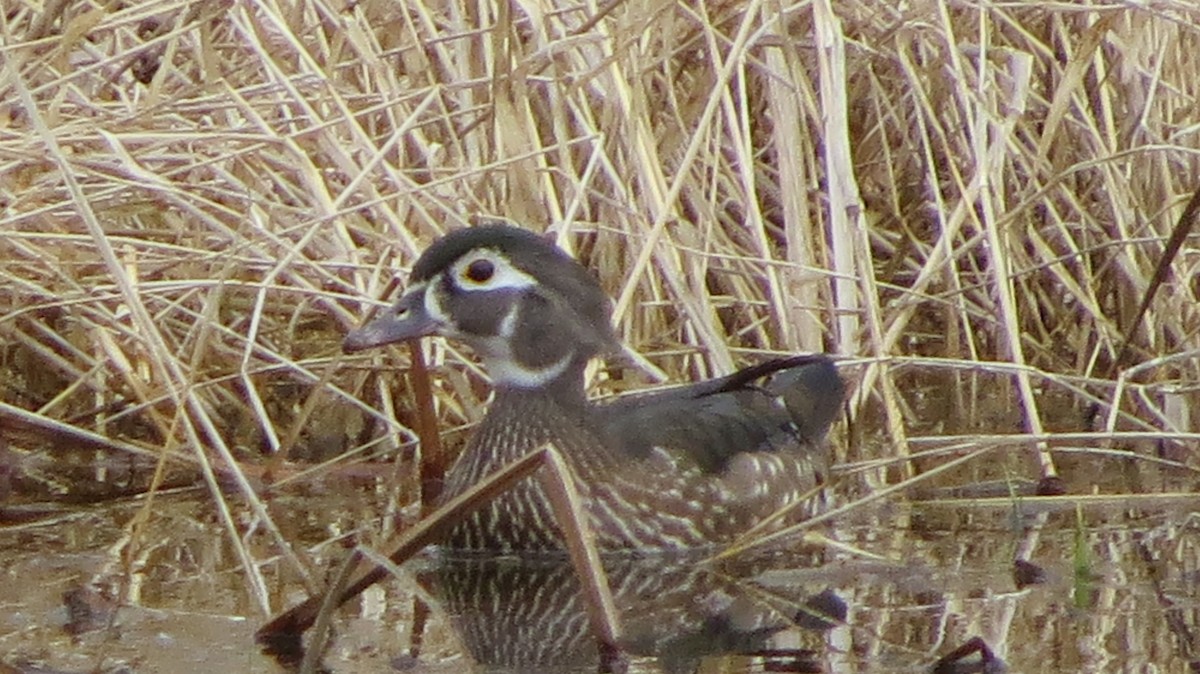 Wood Duck - ML429120821