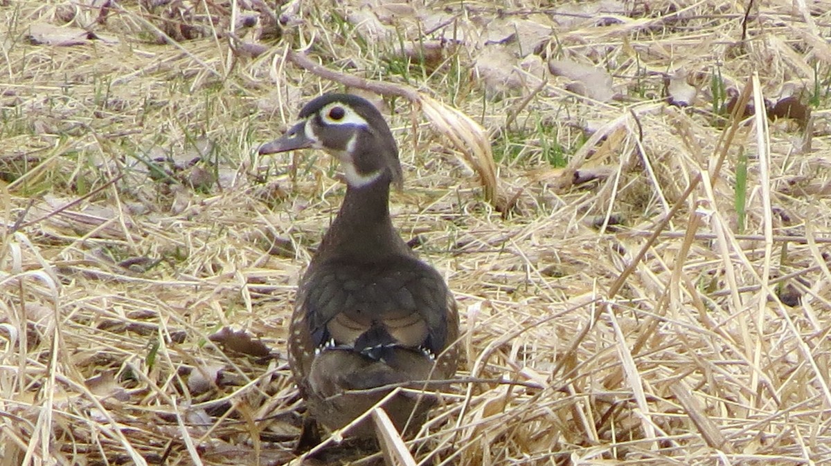 Wood Duck - ML429120841