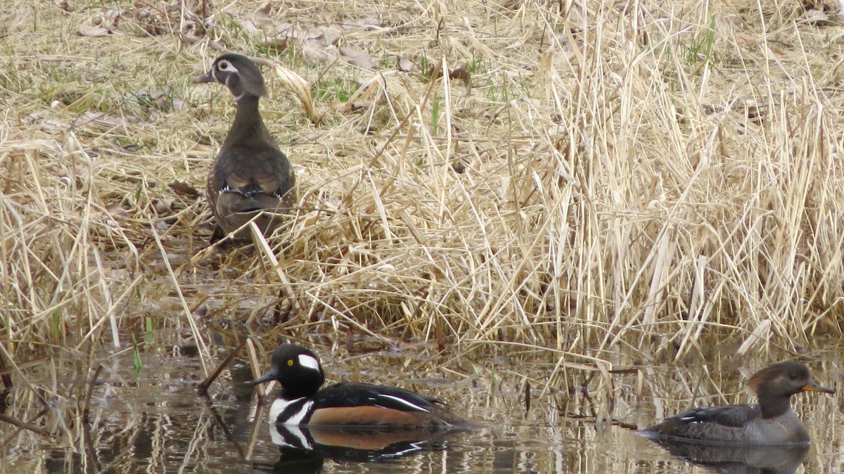 Hooded Merganser - ML429120911