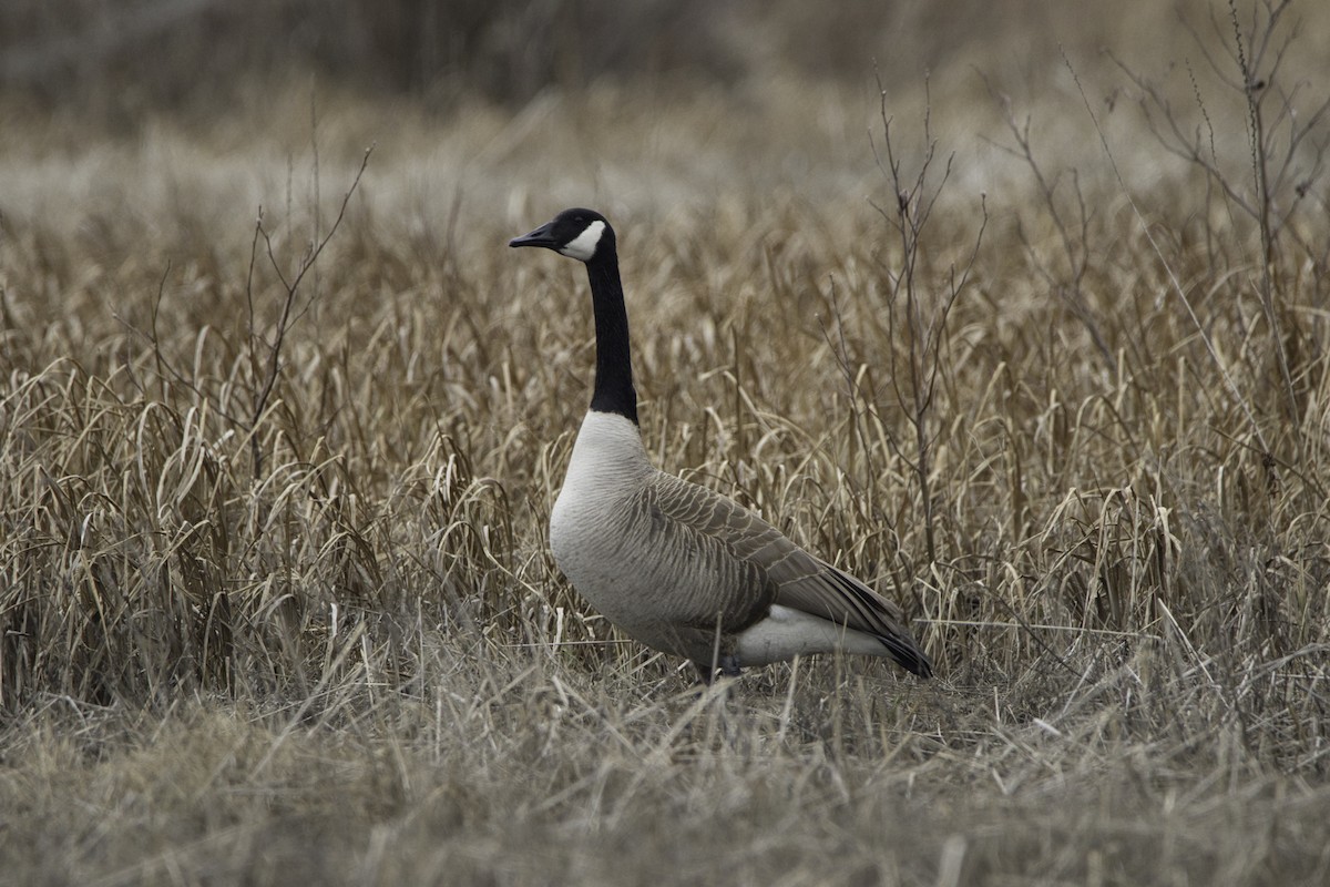 Canada Goose - James Bachand