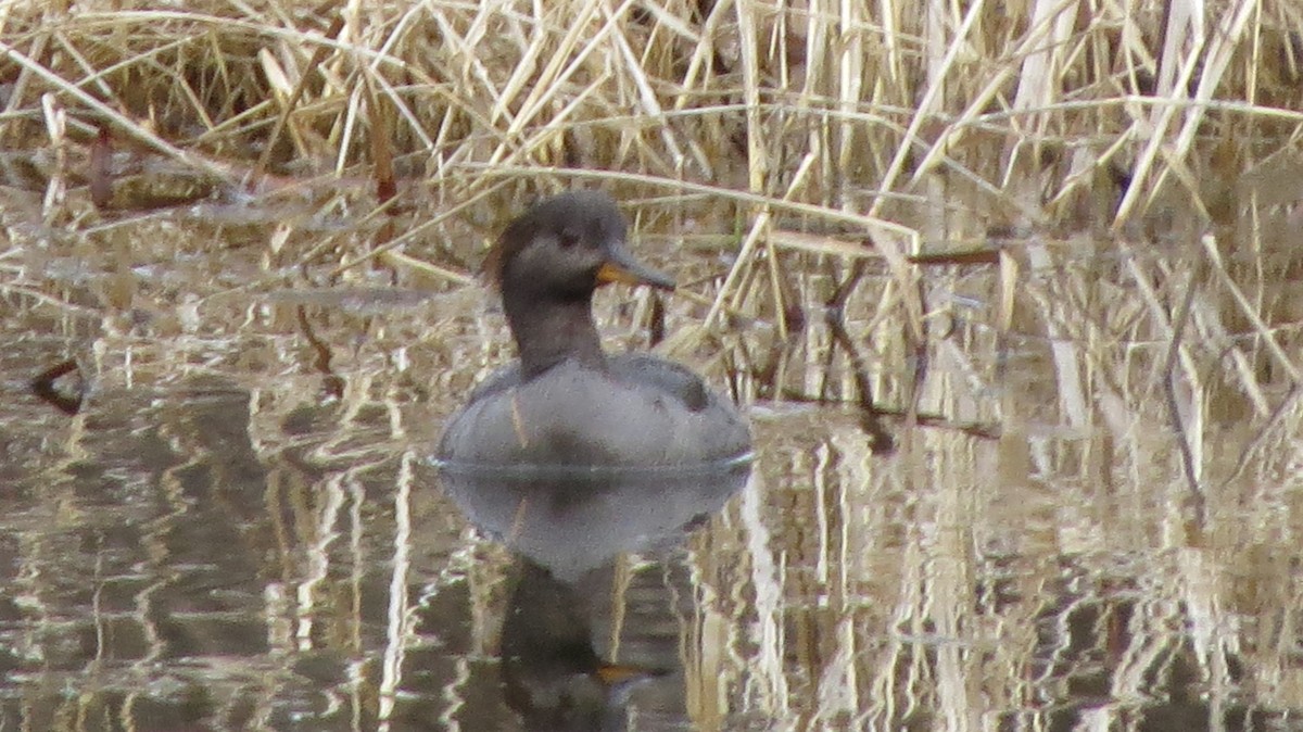 Hooded Merganser - ML429121021