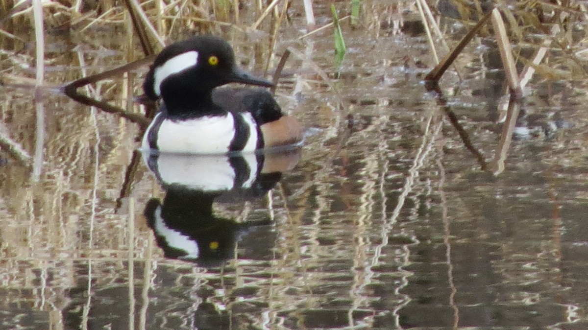 Hooded Merganser - ML429121031