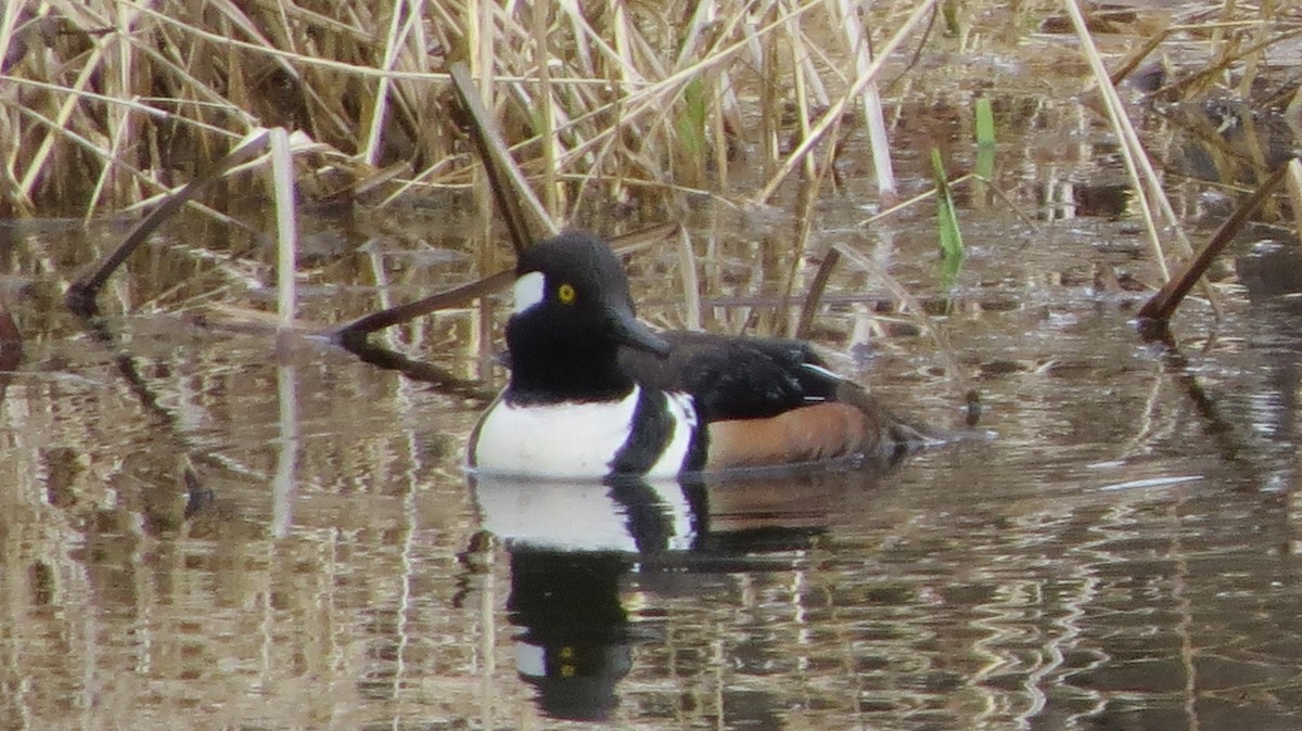 Hooded Merganser - ML429121041