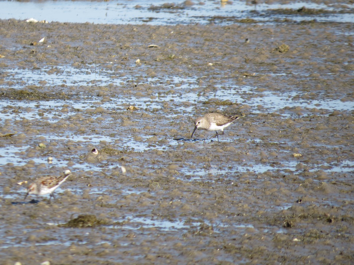 Dunlin - ML429121921