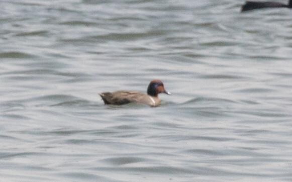 Green-winged Teal - Chris Gibbs