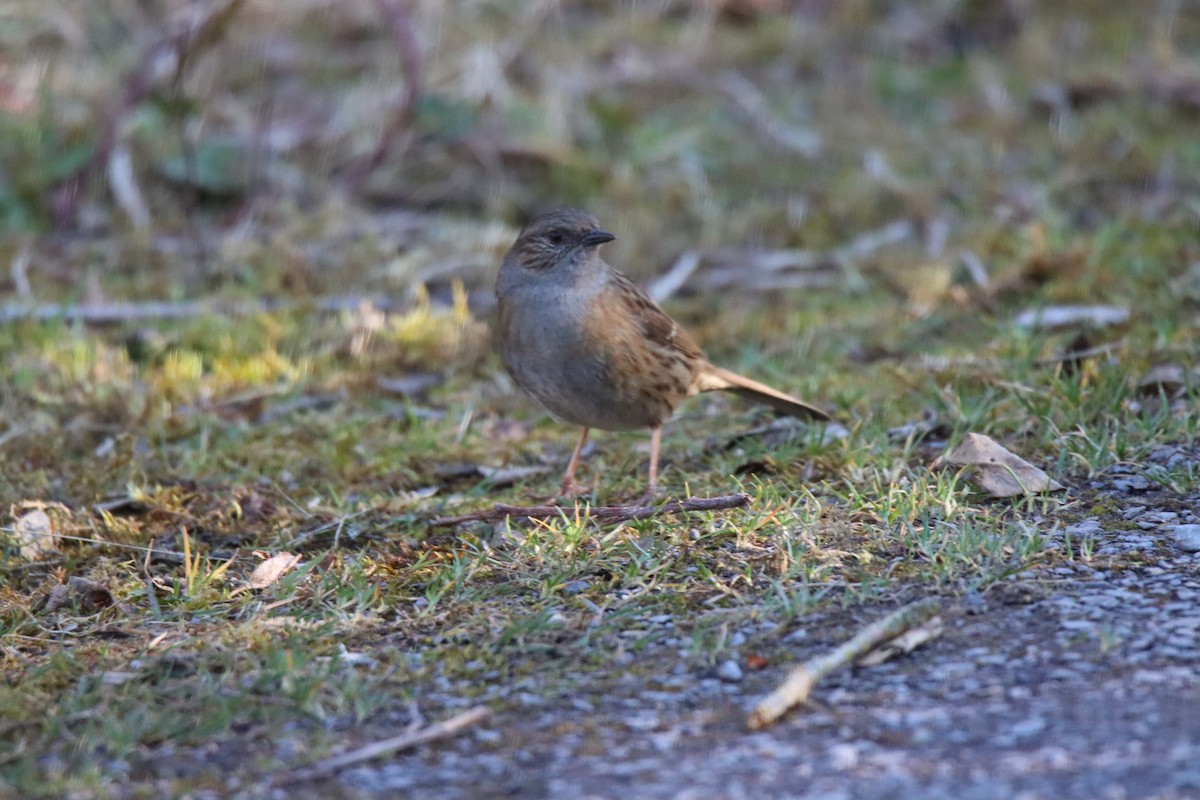 Dunnock - Nisha M