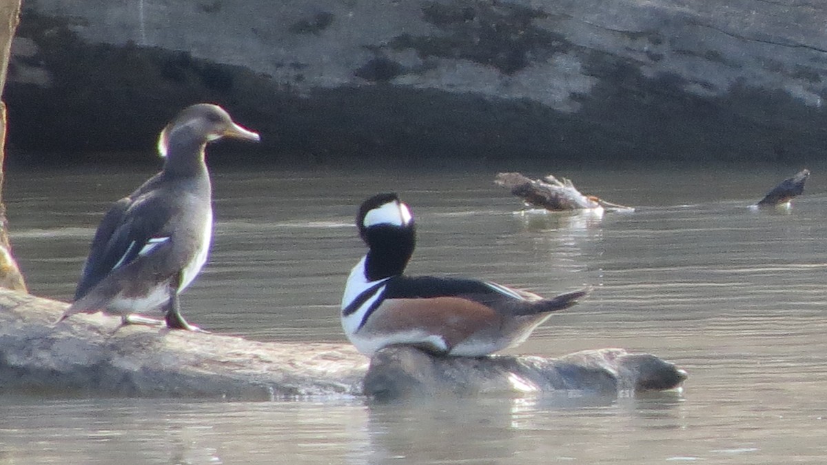 Hooded Merganser - ML429125251