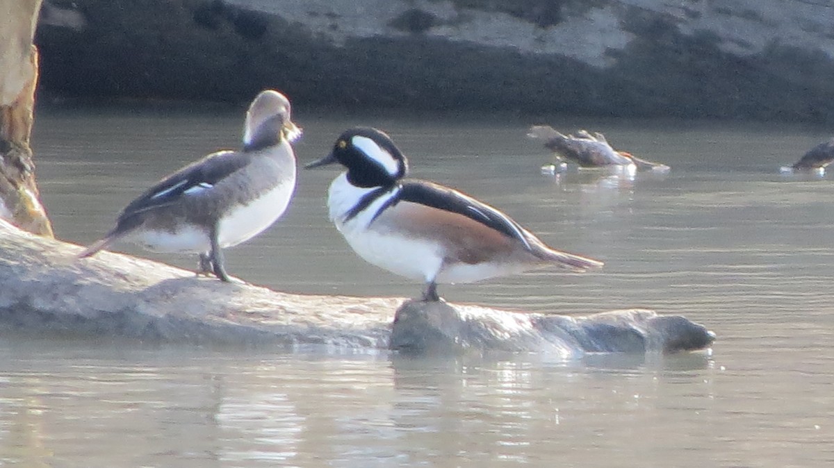 Hooded Merganser - ML429125311