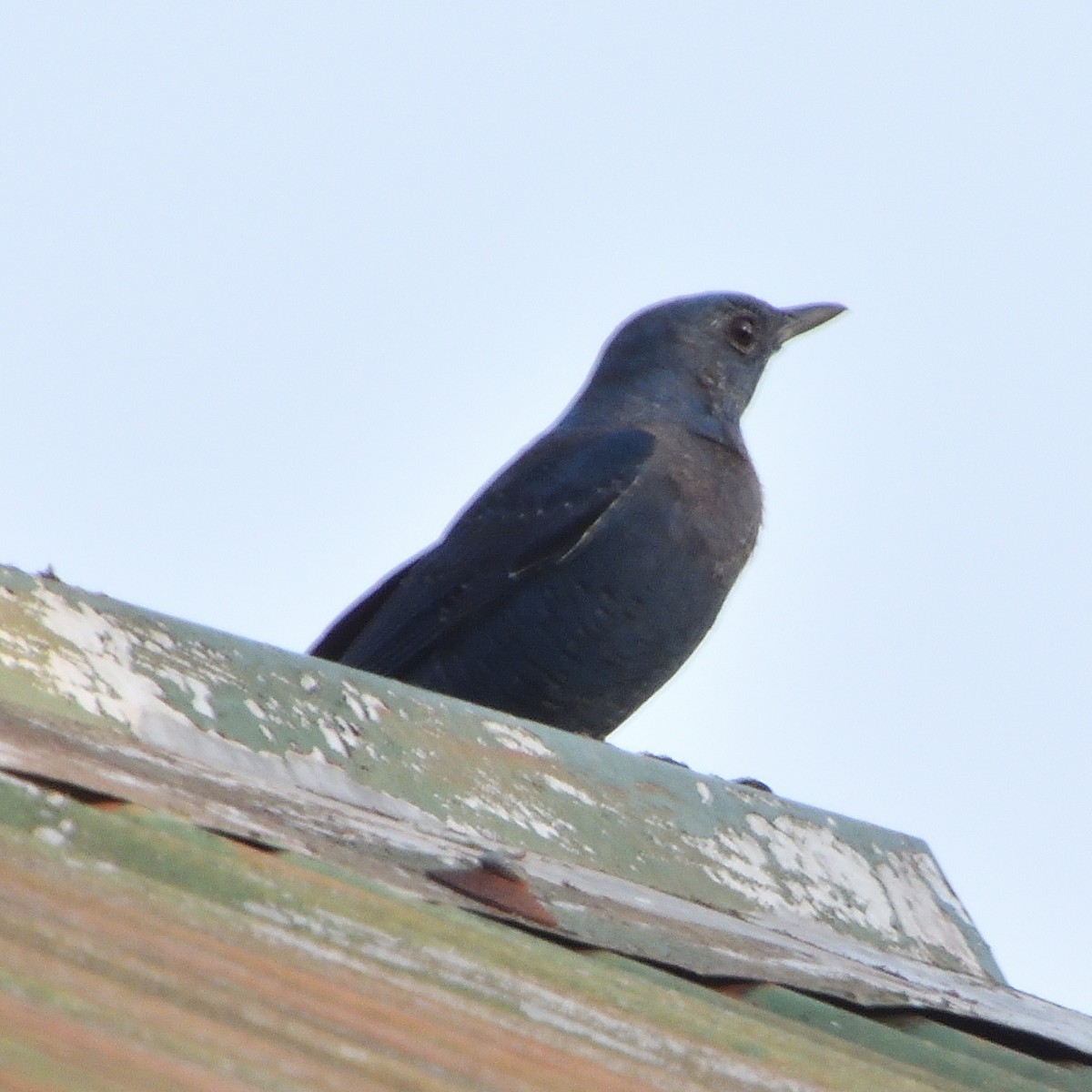 Blue Rock-Thrush - ML429126301