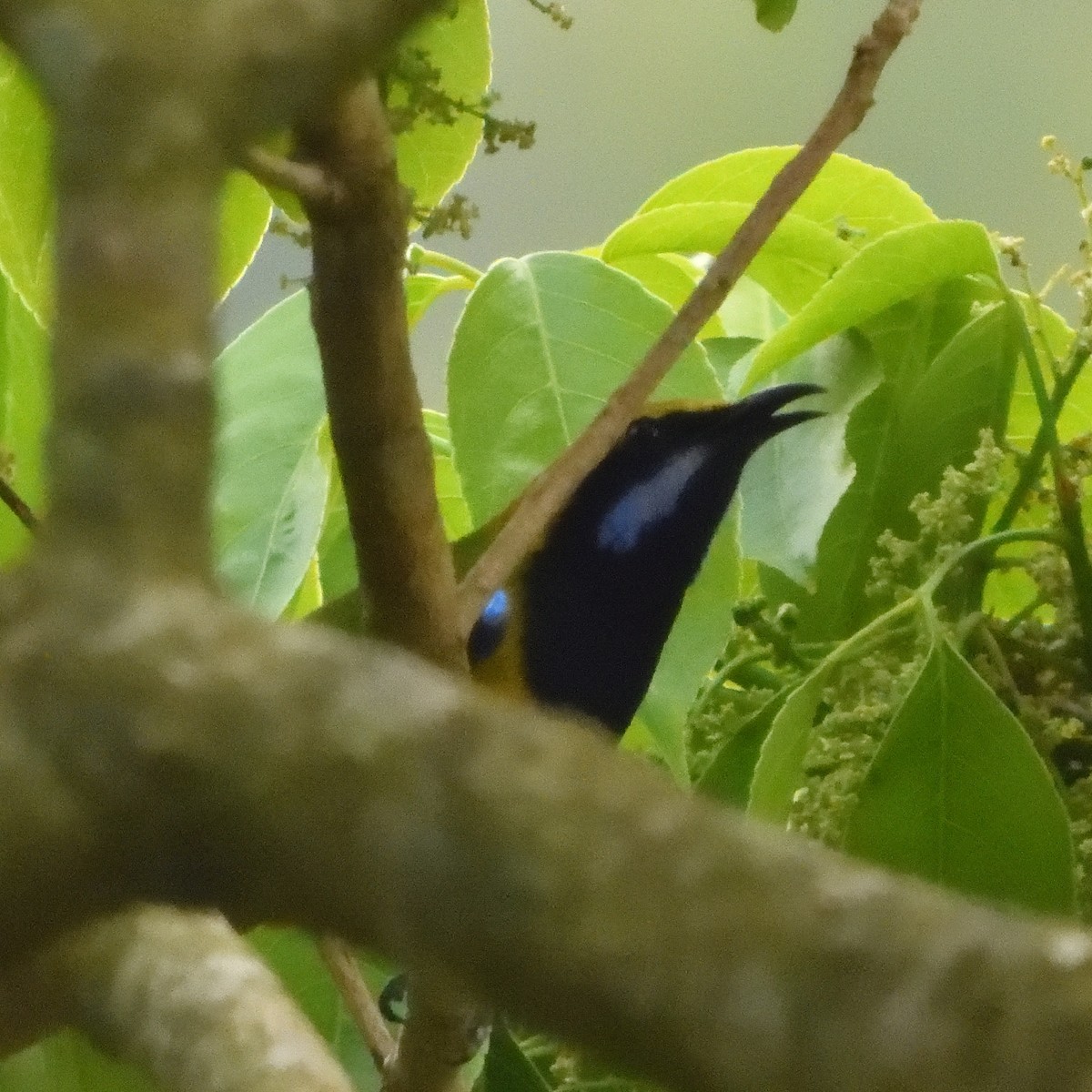 Orange-bellied Leafbird - ML429126381